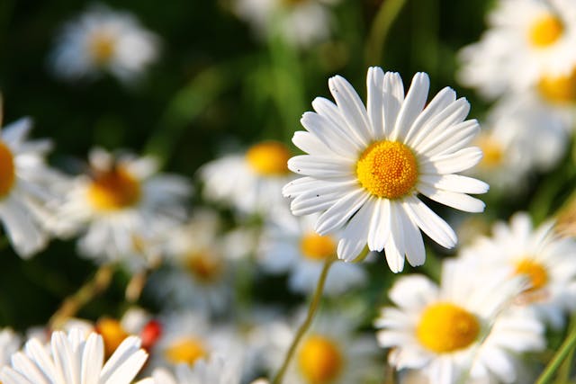 Traditional natural cosmetics